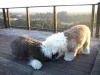 Embedded thumbnail for Puppies at Play