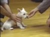 Embedded thumbnail for Luring a Little Dog - SIRIUS Puppy Training Classic