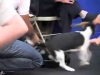 Embedded thumbnail for Follow &amp;amp; Sit, then Collar - SIRIUS Puppy Training Redux