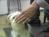 Embedded thumbnail for Week 5 Part 2 (SIRIUS SF Puppy 2)