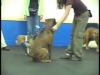 Embedded thumbnail for Sit During Play 4 Distance – SIRIUS Adult Dog Training