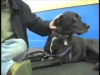 Embedded thumbnail for Give Dogs Time – SIRIUS Adult Dog Training