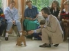 Embedded thumbnail for Luring Littles - Training the Companion Dog 1 – Socialization &amp;amp; Training