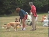 Embedded thumbnail for Come Here &amp;amp; Go To 1 – Two Handlers - Dog Training for Children