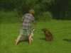 Embedded thumbnail for Distance &amp;amp; Distractions - Training Dogs with Dunbar