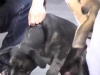Embedded thumbnail for Foodless Following - SIRIUS Puppy Training Redux