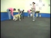 Embedded thumbnail for Sit During Play 1 Collar Grab – SIRIUS Adult Dog Training