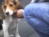 Embedded thumbnail for Settling - SIRIUS Puppy Training Redux