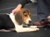 Embedded thumbnail for Food Treats - SIRIUS Puppy Training Redux