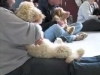 Embedded thumbnail for Week 5 Part 2 (SIRIUS Berkeley Puppy 1)