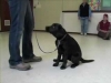 Embedded thumbnail for Week 4 Part 2 (SIRIUS Berkeley Puppy 1)