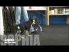 Embedded thumbnail for 17 German Shepherd Puppies Visit SIRIUS El Cerrito