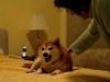 Embedded thumbnail for Shiba Inu or Satan?