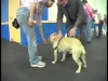 Embedded thumbnail for Stand Stay – SIRIUS Adult Dog Training