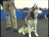 Embedded thumbnail for More Reward Training – SIRIUS Adult Dog Training