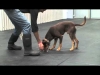 Embedded thumbnail for Teaching your Dog to &amp;quot;Drop&amp;quot;