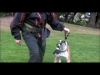 Embedded thumbnail for (Part 1) David Hogan - David the Dog Trainer