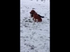 Embedded thumbnail for Dog Training, With a Pint of Guinness to Help