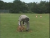 Embedded thumbnail for Ian Heeling Gizmo - Training the Companion Dog 3 – Walking &amp;amp; Heeling