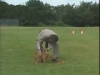 Embedded thumbnail for Ian Heeling Gizmo - Training the Companion Dog 3 – Walking &amp;amp; Heeling