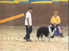 Embedded thumbnail for AGILITY Speed Up &amp;amp; Slow Down - Dog Training for Children