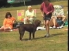 Embedded thumbnail for Training with Toys - Dog Training for Children