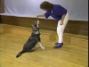 Embedded thumbnail for Come Here &amp;amp; Go To - SIRIUS Puppy Training Classic