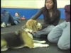 Embedded thumbnail for Classical Conditioning – SIRIUS Adult Dog Training