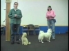 Embedded thumbnail for Reward Walk On Leash – SIRIUS Adult Dog Training