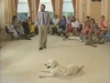 Embedded thumbnail for Proofing Jinty’s Down Stay - Training the Companion Dog 4 – Recalls &amp;amp; Stays