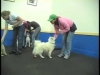 Embedded thumbnail for Sit During Play 2 Collar then Sit – SIRIUS Adult Dog Training