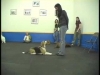 Embedded thumbnail for Verbal Commands – SIRIUS Adult Dog Training