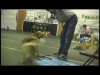 Embedded thumbnail for (Part 1) Bridget Brady – Narnia Pet Behavior and Training