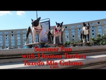 Embedded thumbnail for Summer Fun with 3 Boston Terriers