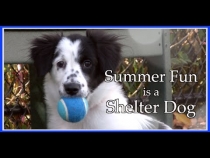 Embedded thumbnail for Summer Fun is a Shelter Dog