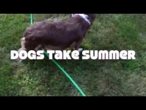 Embedded thumbnail for Dogs Take Summer!