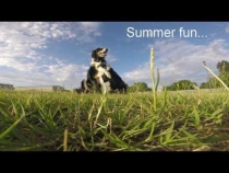 Embedded thumbnail for Dewey &amp;amp; Blaze Summer Fun