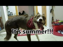 Embedded thumbnail for A Dog&amp;#039;s Fun Summer Day