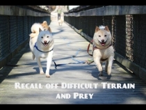 Embedded thumbnail for Recall off difficult terrain &amp;amp; prey with water!