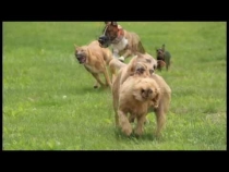 Embedded thumbnail for Pet Karma Dog Training Summer Fun Video Contest