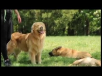 Embedded thumbnail for Pet Karma Dog Training Summer Fun 