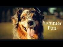 Embedded thumbnail for Happy Dog Summer Adventure!